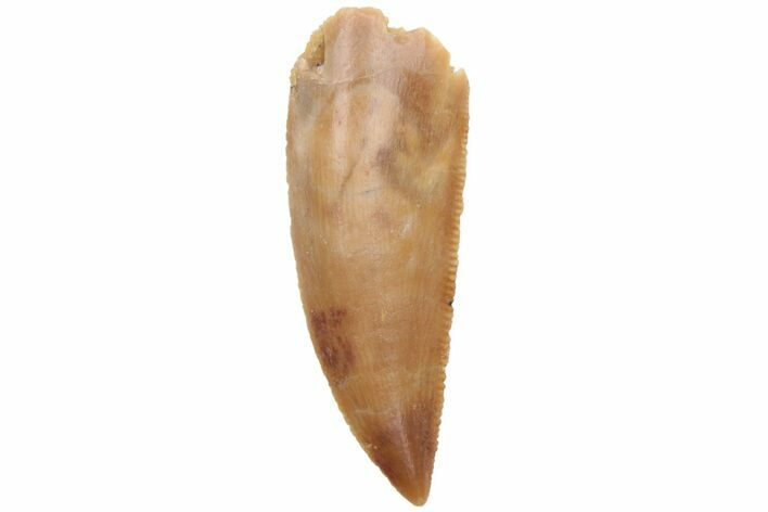 Serrated, Raptor Tooth - Real Dinosaur Tooth #213708